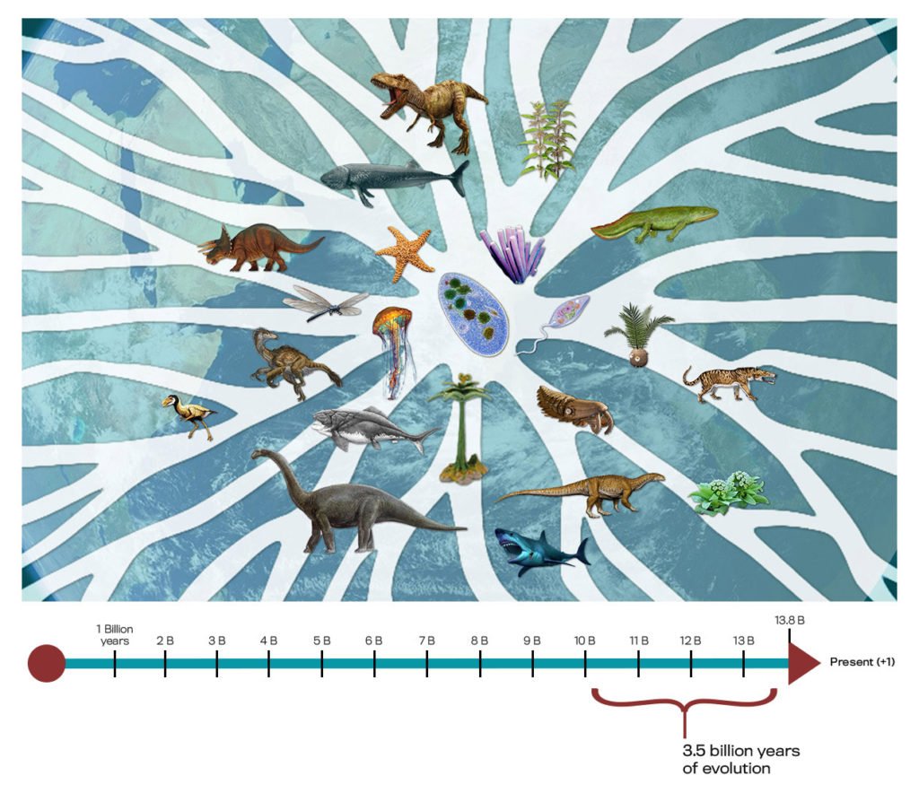 over 3.5 billion years, life evolves and branches out from single cells to complex organisms like dinosaurs