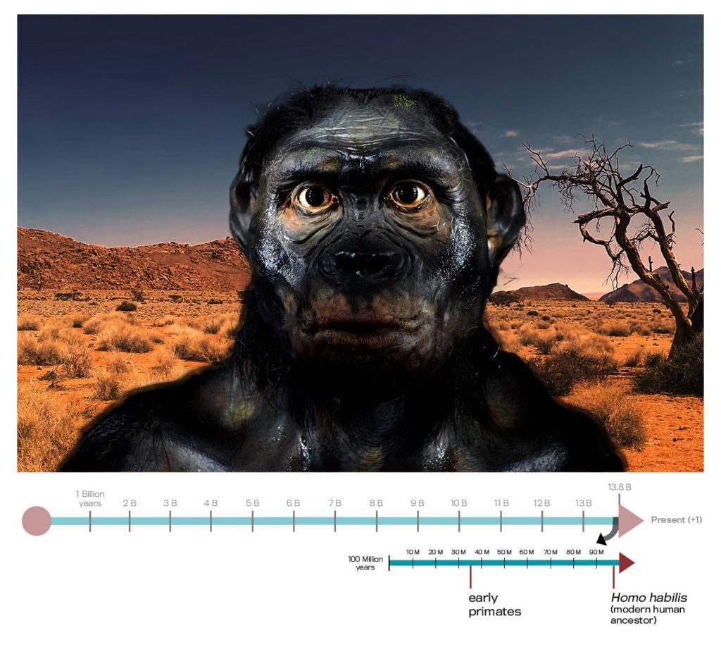 50 million years or so until the present, early primates walk the earth; roughly 2 million years until present, the first human species arises